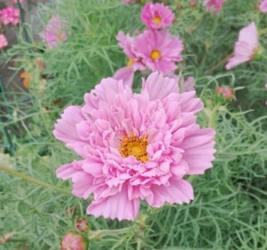 Cosmos bipinnatus 'Double Click Rose Bonbon' 200 Seeds