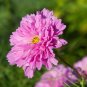 Cosmos bipinnatus 'Double Click Rose Bonbon' 200 Seeds