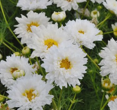 Cosmos bipinnatus 'Double Click Snow Puff' 200 Seeds