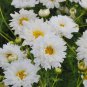 Cosmos bipinnatus 'Double Click Snow Puff' 200 Seeds