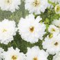 Cosmos bipinnatus 'Double Click Snow Puff' 200 Seeds