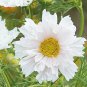 Cosmos bipinnatus 'Double Click Snow Puff' 200 Seeds