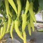 'Golden Sword' Peppers 200 Seeds