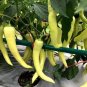 'Golden Sword' Peppers 200 Seeds