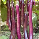 'Hang Zilong' Series Purple Eggplants 200 Seeds