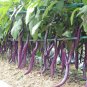 'Hang Zilong' Series Purple Eggplants 200 Seeds