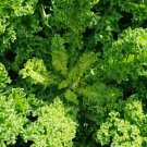 'Blue Ridge' Kale 200 Seeds