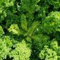 'Blue Ridge' Kale 200 Seeds