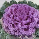 Mixed Kale 200 Seeds