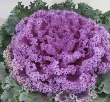Mixed Kale 200 Seeds