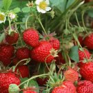 'Medelet' Series Red Strawberry 400 Seeds