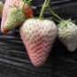 'Littile White' Series Small White Strawberry 10 Seeds