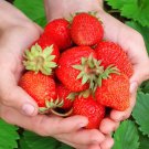 'Akihime' Series Red Strawberry 400 Seeds