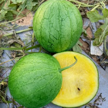 'Xiaolan Peeling' Series Watermelon 40 Seeds