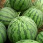 'Rainbow Ice Cream' Series Watermelon 40 Seeds
