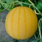Golden-skinned, Red-fleshed Gift Watermelon 40 Seeds