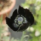 Papaver macrostomum ‘Black Magic’ 100 Seeds