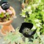 Papaver macrostomum &acirc;��Black Magic&acirc;�� 100 Seeds