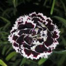 arnation 'Black and White Minstrel' Flowers 40 Seeds