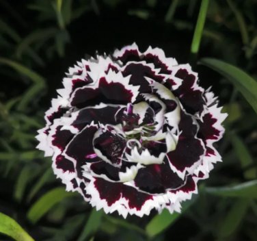 arnation 'Black and White Minstrel' Flowers 40 Seeds