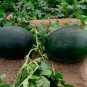 'Black Tyrant' Super-sweet Watermelon 4 Seeds