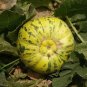 'Flower Fairy' Melon Hybrid F1 Aromatic Sweet Melon 100 Seeds