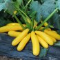 Banana Zucchini 'Yellow Banana' series featuring vibrant yellow gourds 20 Seeds