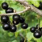 Black Currant 400 Seeds
