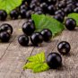 Black Currant 400 Seeds