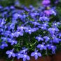 rare ROCK cress Climbing plant Creeping Thyme 410 Seeds