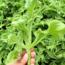 Crystalline Ice Plant Vegetable 600 Seeds