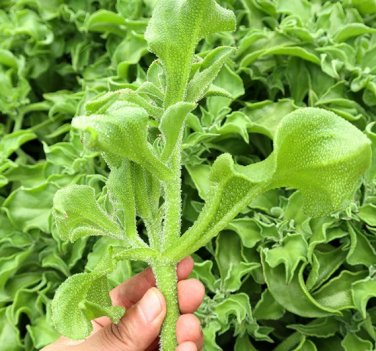 Crystalline Ice Plant Vegetable 600 Seeds