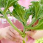 Crystalline Ice Plant Vegetable 600 Seeds