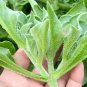 Crystalline Ice Plant Vegetable 600 Seeds