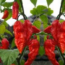 Chili Devils Tongue Red Hot Pepper 100 Seeds