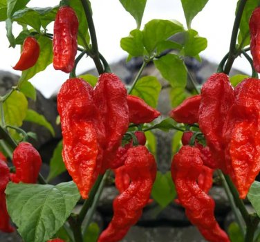 Chili Devils Tongue Red Hot Pepper 100 Seeds
