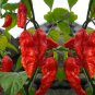 Chili Devils Tongue Red Hot Pepper 100 Seeds