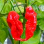 Chili Devils Tongue Red Hot Pepper 100 Seeds