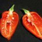 Chili Devils Tongue Red Hot Pepper 100 Seeds