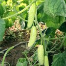 Crisp White Cucumber with Spiky Vines 80 Seeds