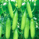Hanging Beauty: Tangshan's Autumn Cucumber 120 Seeds
