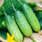 Golden Crisp Bites: Drought-Tolerant Cucumber 120 Seeds