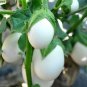 Cultivate Charm: 'White Baby' Round Eggplant 200 Seeds