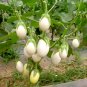 Cultivate Charm: 'White Baby' Round Eggplant 200 Seeds