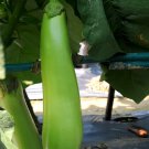 Elevate Your Garden with Emerald Long Eggplant 200 Seeds