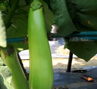 Elevate Your Garden with Emerald Long Eggplant 200 Seeds