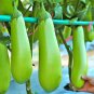 Elevate Your Garden with Emerald Long Eggplant 200 Seeds