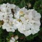 Geranium Horizon White F1 20 Seeds