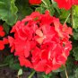 Red Geranium Landscaper Red F1 40 Seeds