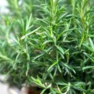 Fragrant Finesse: Blue Flowering Rosemary Collection 100 Seeds